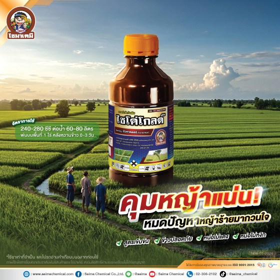 เมสดาซิน